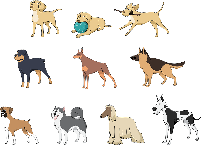 A Guide To Different Dog Breeds - Animal Clinic of Columbus