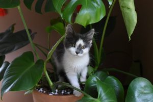 Will My Plant Kill My Cat